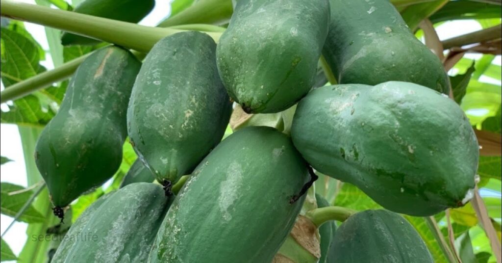 Grow Papaya Trees