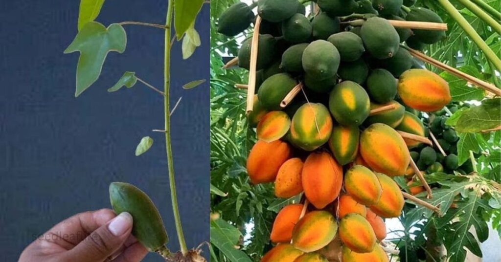 Papaya Trees