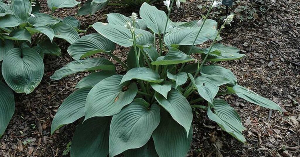 hosta for shade