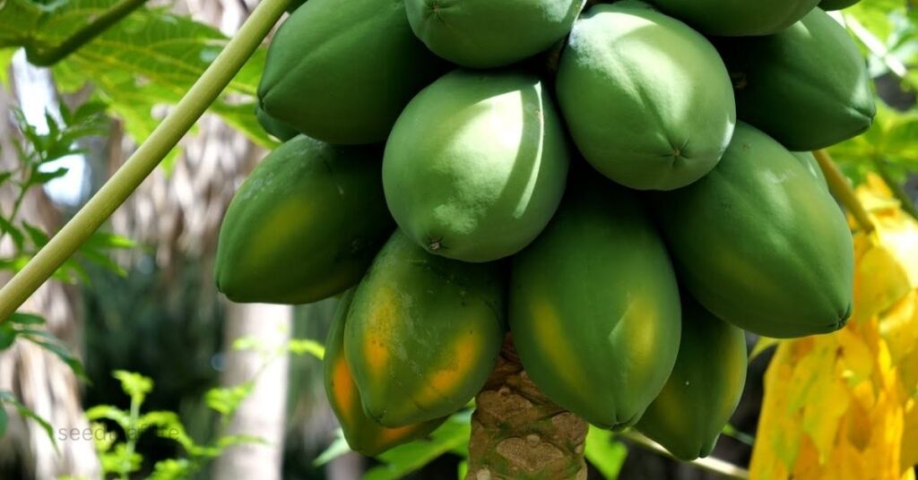 Papaya Trees