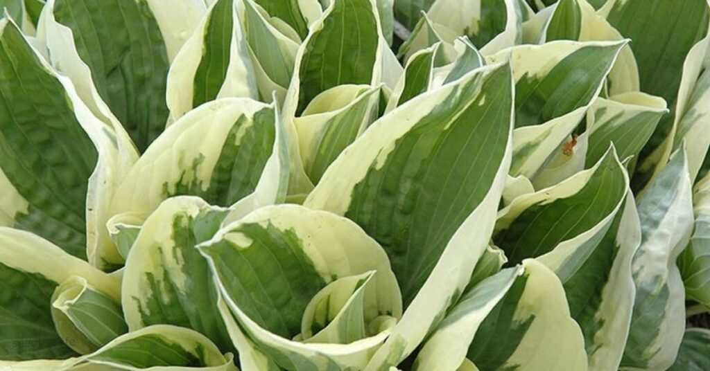hosta for shade