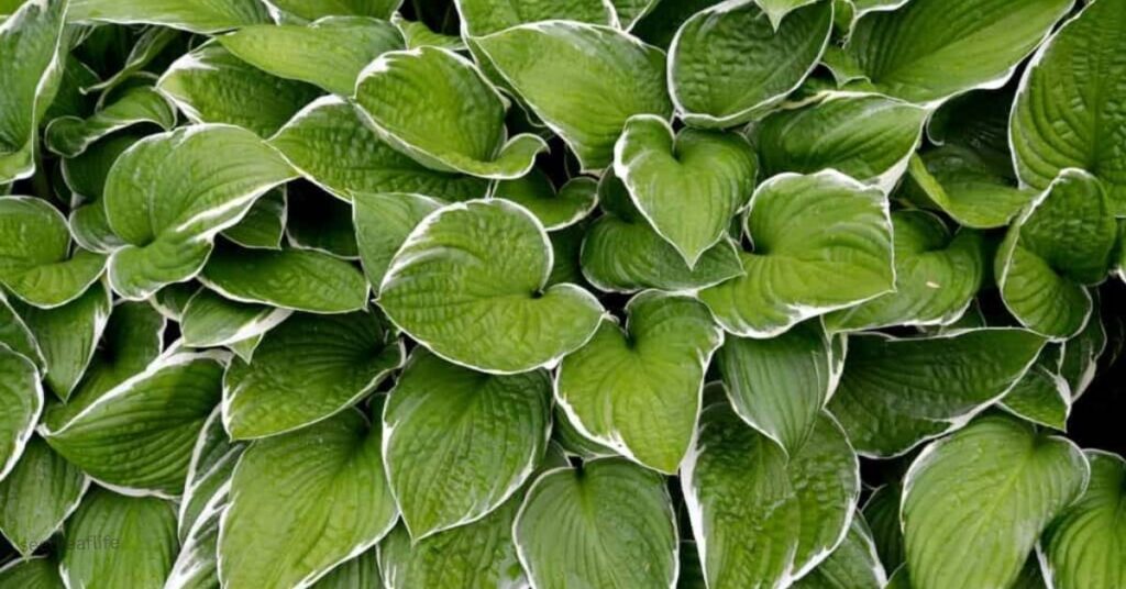hosta for shade