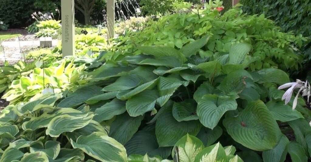 How to Plant Hosta for Shade: A Step-by-Step Guide