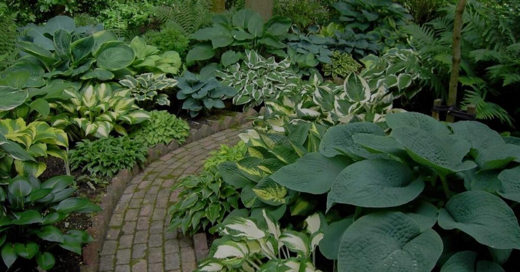 hosta for shade