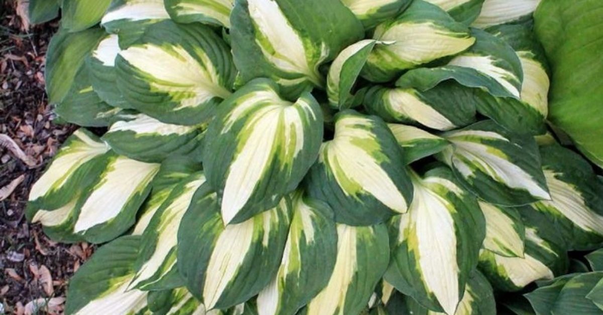 Hosta for Shade: The Ultimate Guide to Shady Gardens