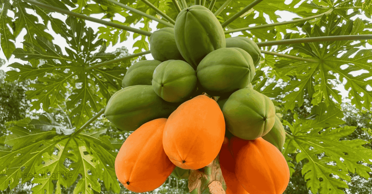 Papaya Trees: Sweet, Dwarf & Tropical Varieties for Every Garden