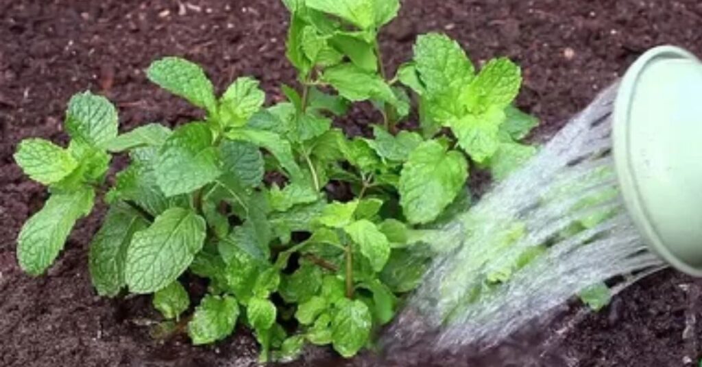 Mint planting seeds