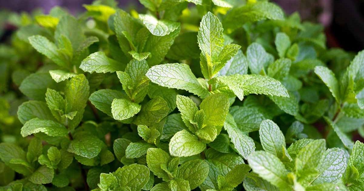 Mint Planting Seeds: Lifespan 3–5 Years, Care & Growth Tips