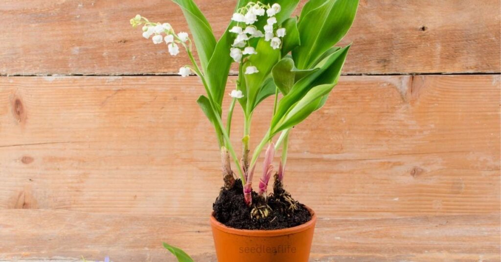  lily of the valley in pots