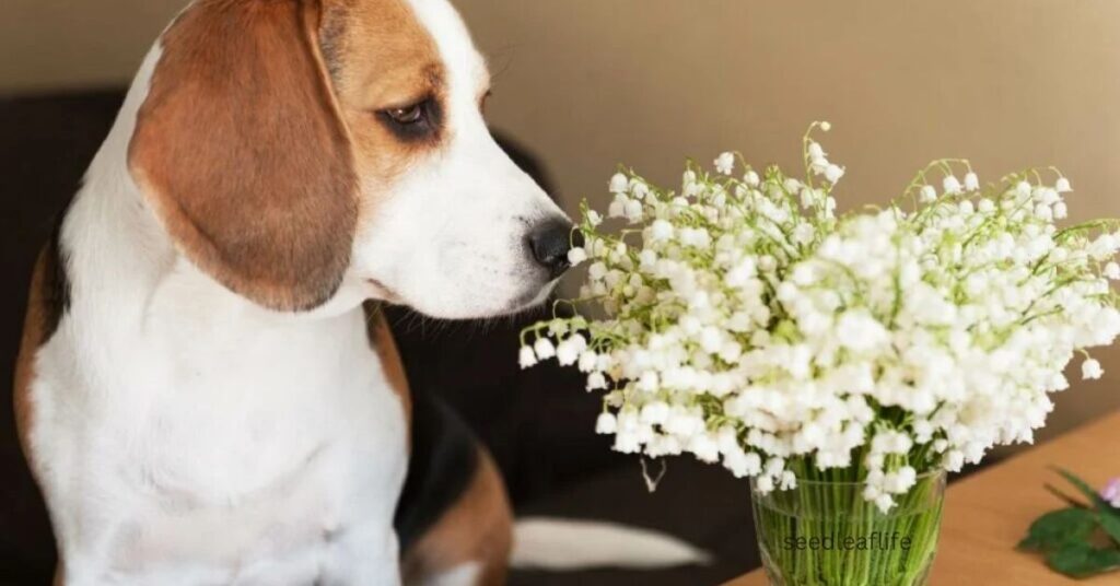 lily of the valley flower pink is toxic to humans and pets. 