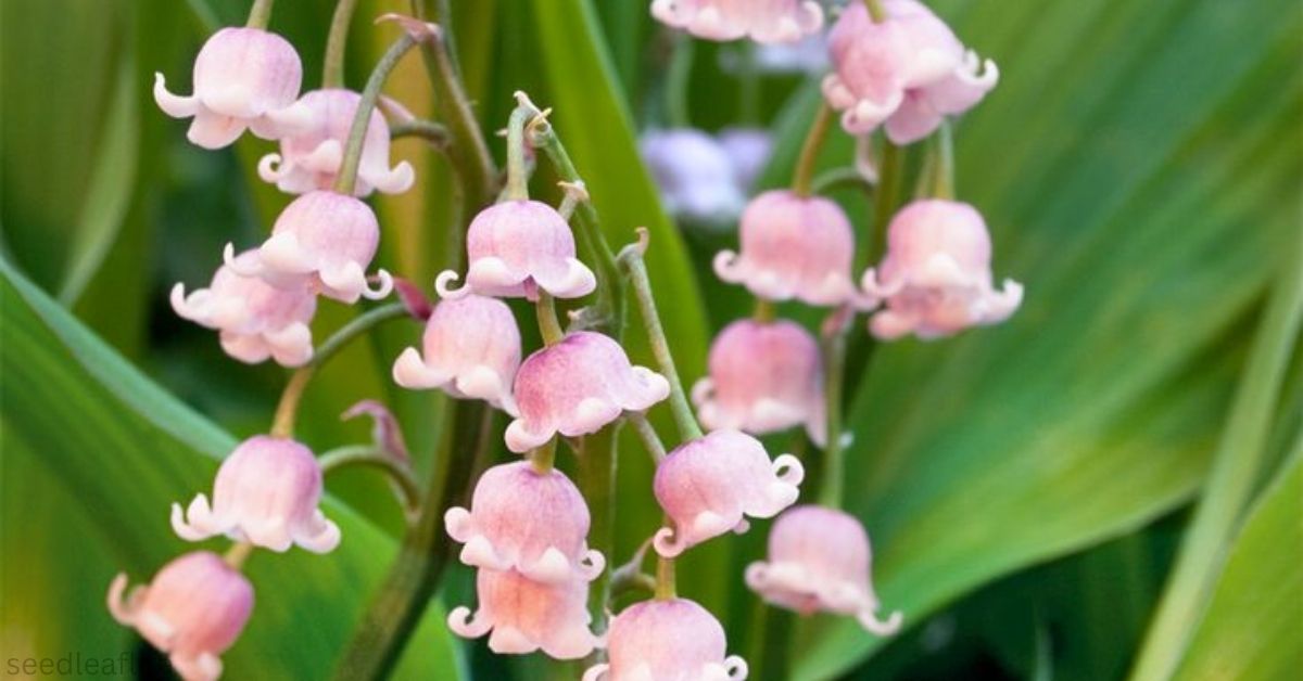 11+ Amazing Facts About Lily of the Valley Flower Pink
