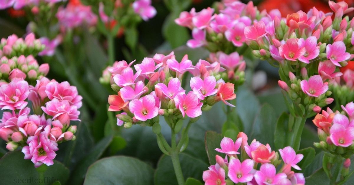 Calandiva Plant Care Guide: Growth, Blooming, and Expert Tips