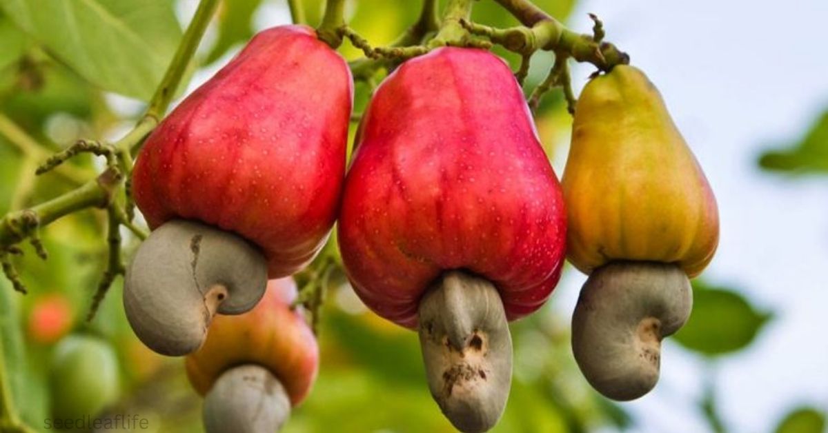 Grow Cashew Tree at Home: Easy Tricks for High Yield