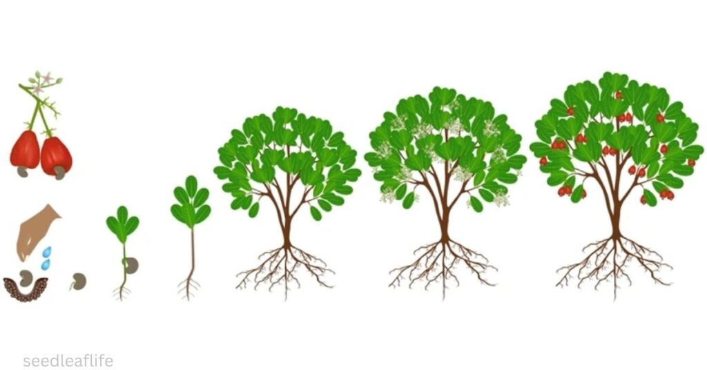  Grow Cashew Tree