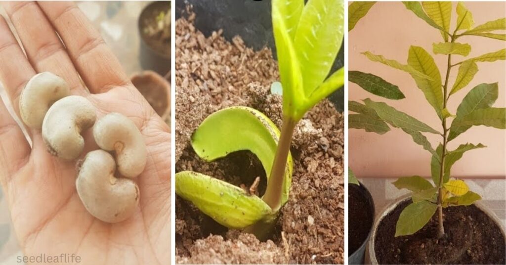 Grow Cashew Tree 
