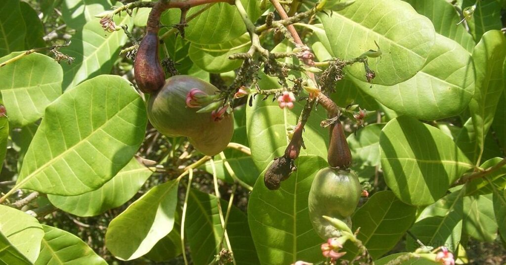 Grow Cashew Tree 