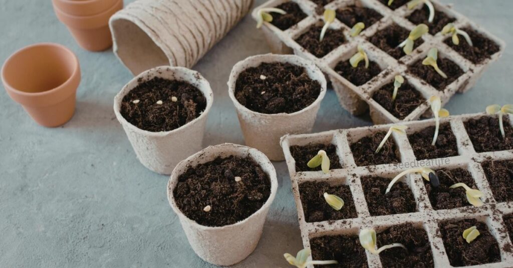 Growing lettuce in containers 