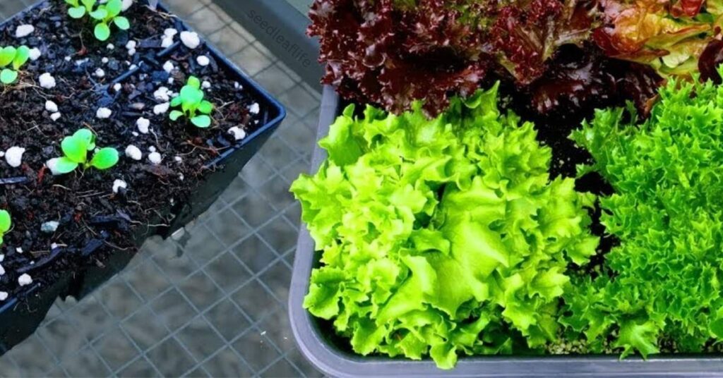 Growing Lettuce in Containers 