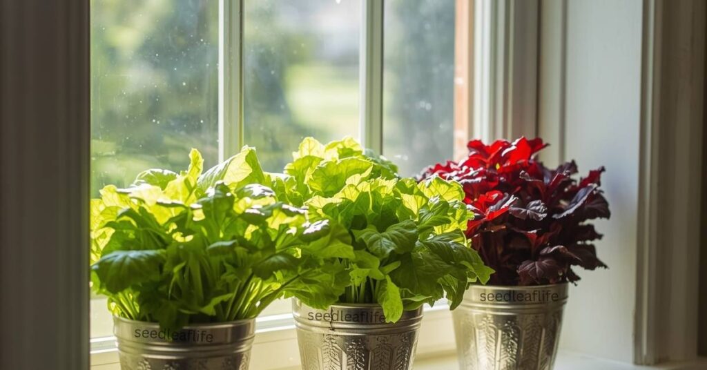 Growing Lettuce in Containers 