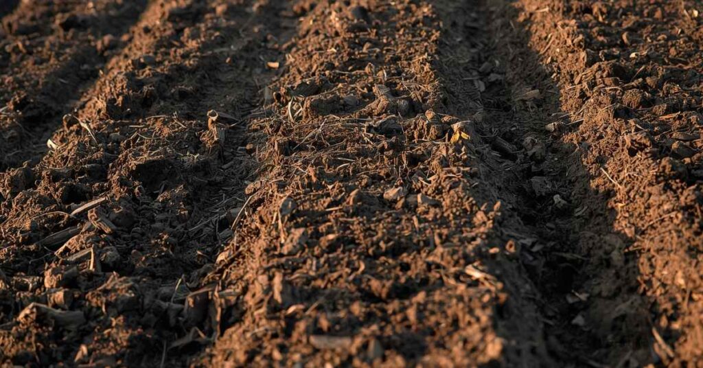 How to Plant Beetroot 