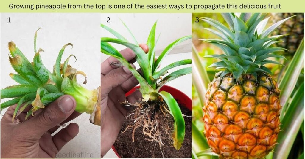 how to grow pineapple plant from the top