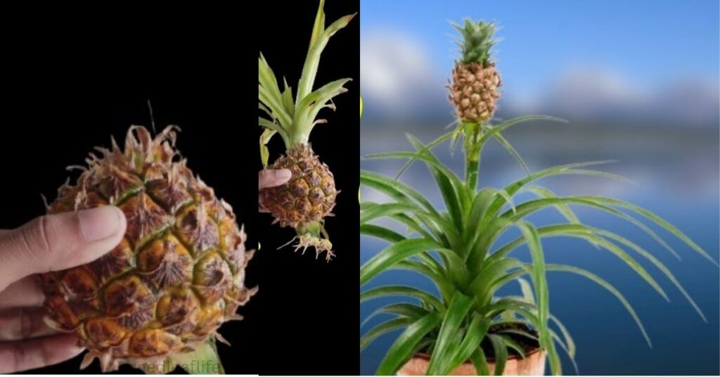 How to grow Pineapple Plant from the Top