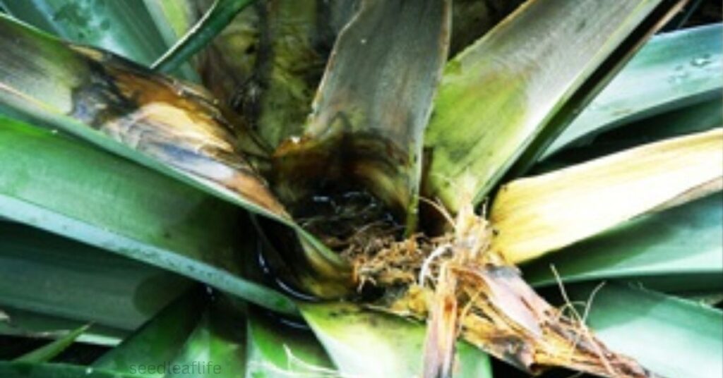 How to Grow Pineapple Plant from the Top