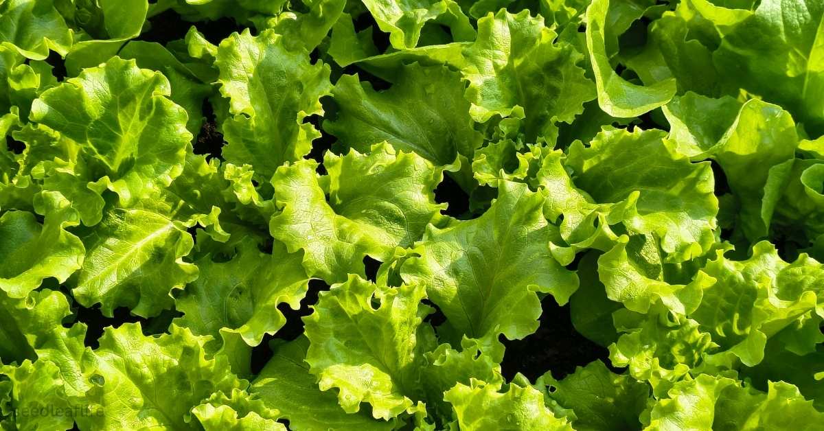 Growing Lettuce in Containers – SeedLeafLife Guide