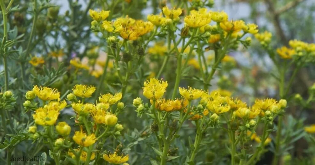 Ruda Plant