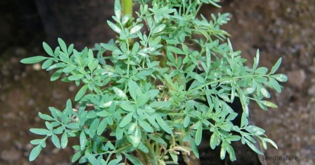 ruda Plant 