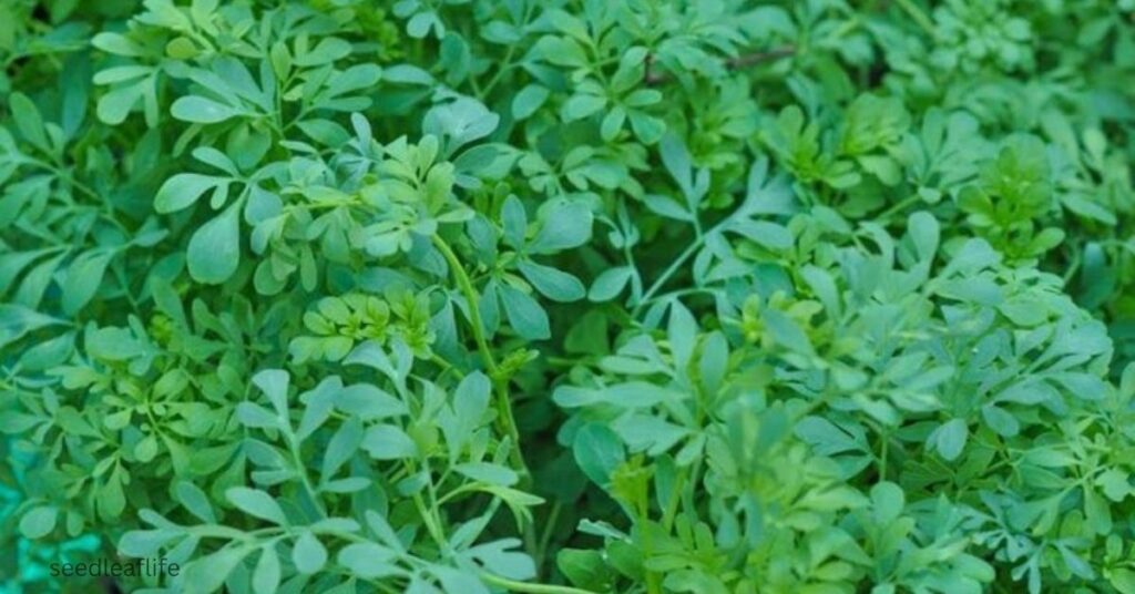 Ruda Plant