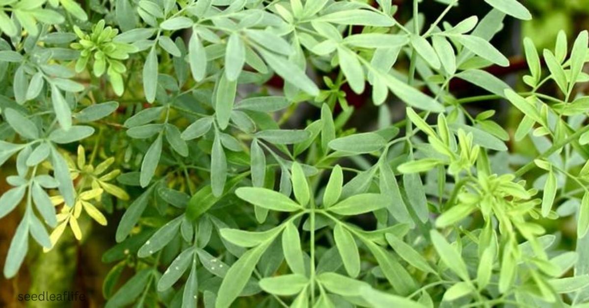 7 Surprising Benefits of the Ruda Plant You Must Know
