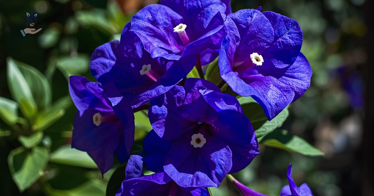 Blue Bougainvillea: 7 Essential Care Tips for Lush Blooms