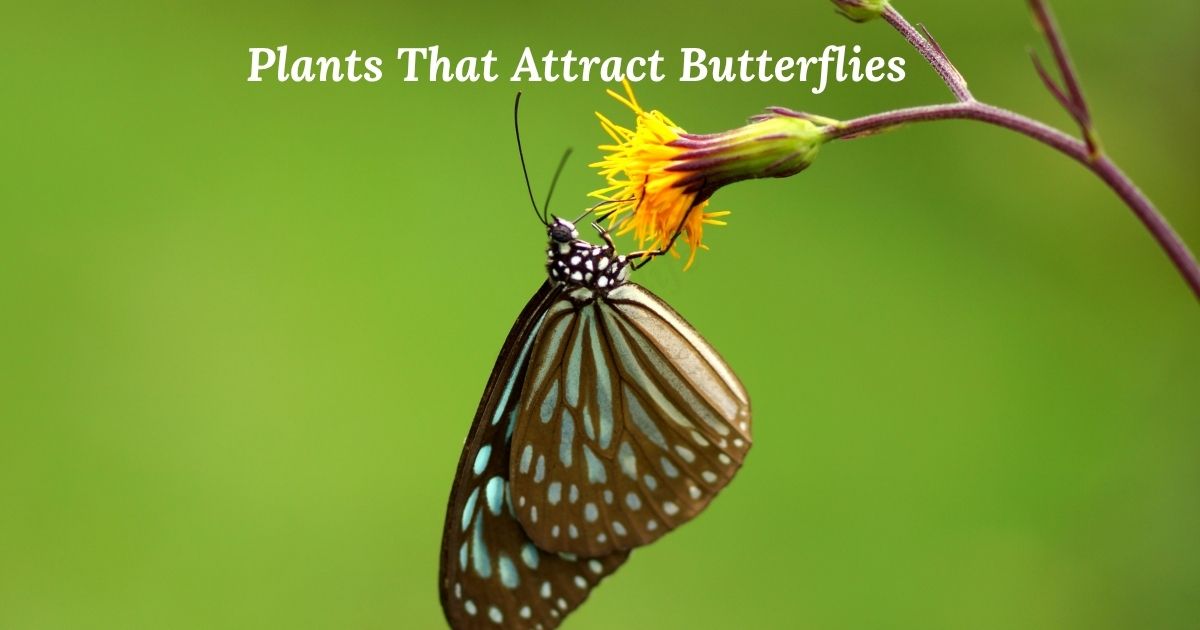 Plants That Attract Butterflies: A Complete Guide to Creating a Butterfly-Friendly Garden