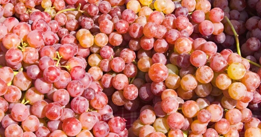 Red Globe Grapes Seedless