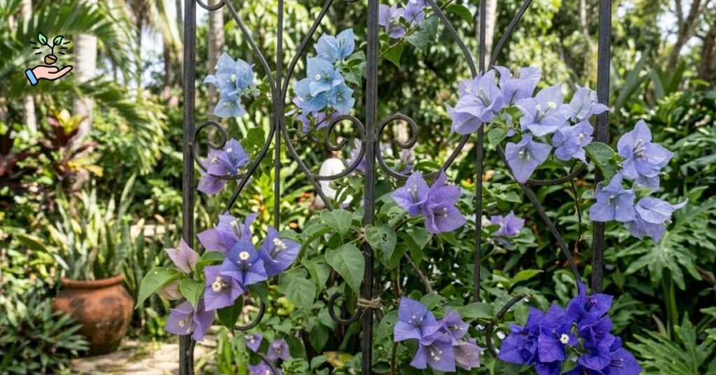 blue bougainvillea flower