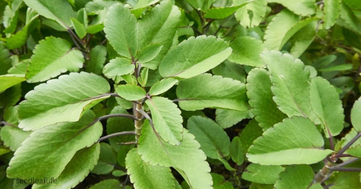 Leaf of Life: 7 Benefits & Care Tips You Should Know