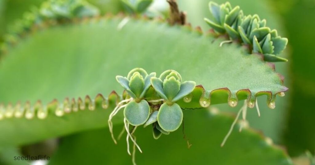 Leaf of Life Plant