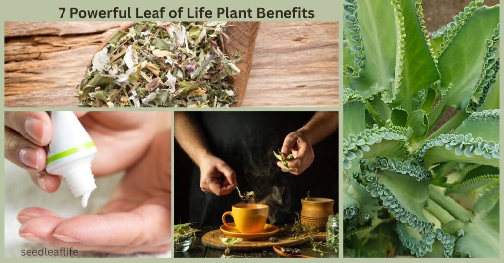 Leaf of Life Plant Benefits