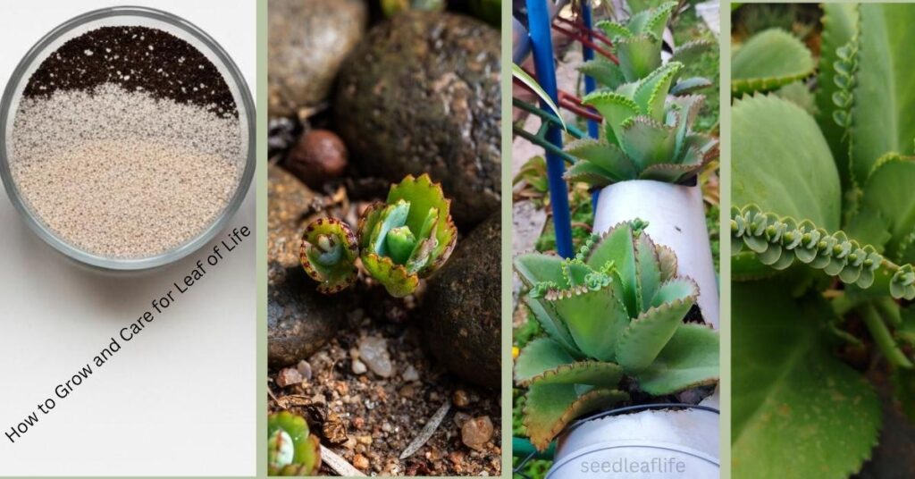 How to Grow and Care for Leaf of Life