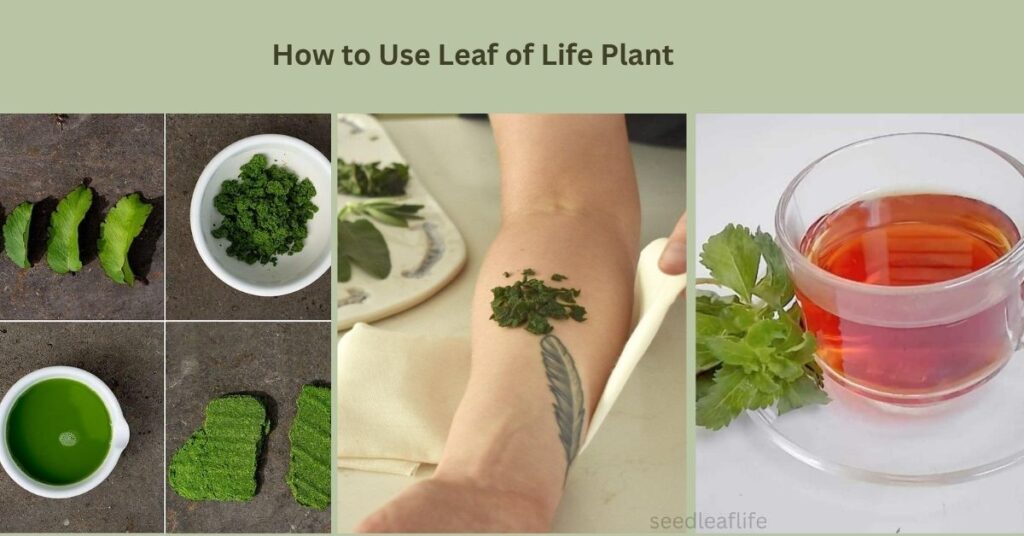 Leaf of Life