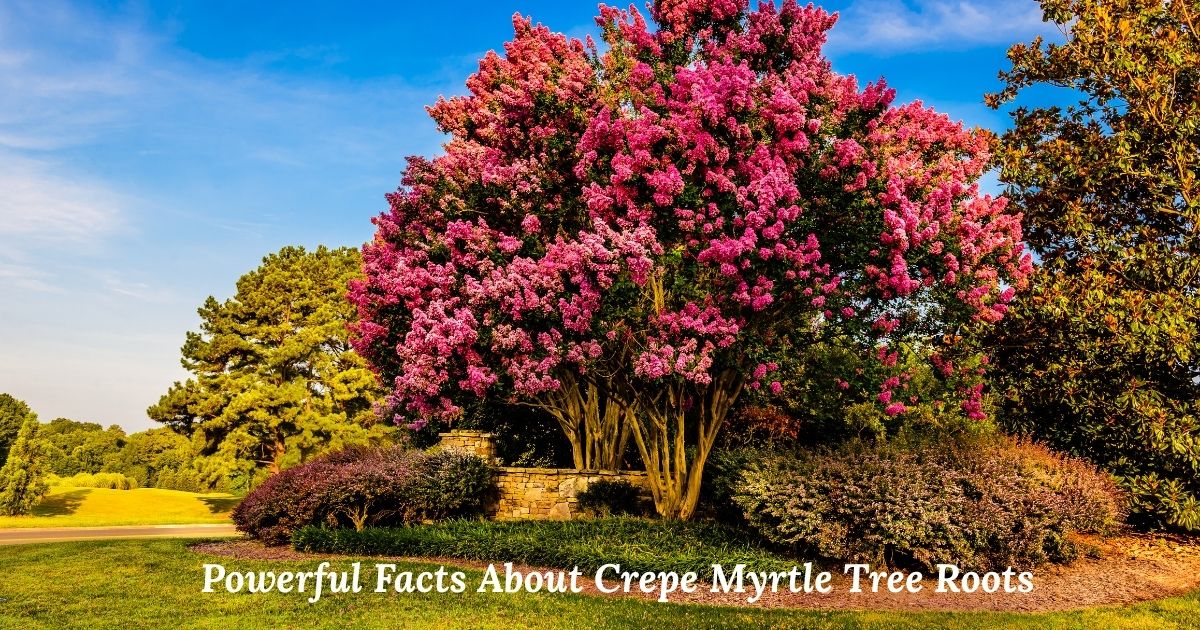 7+ Powerful Facts About Crepe Myrtle Tree Roots