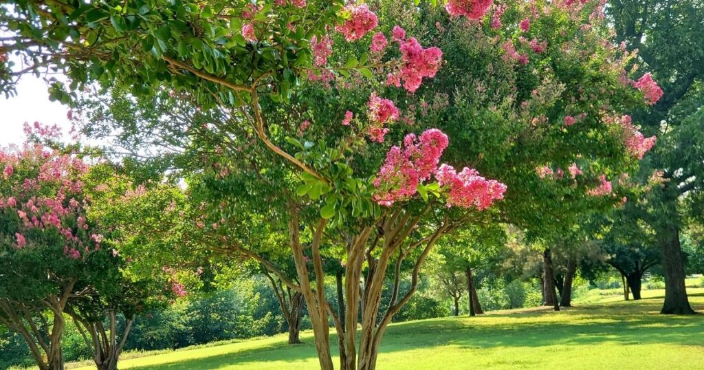 Crepe Myrtle Roots