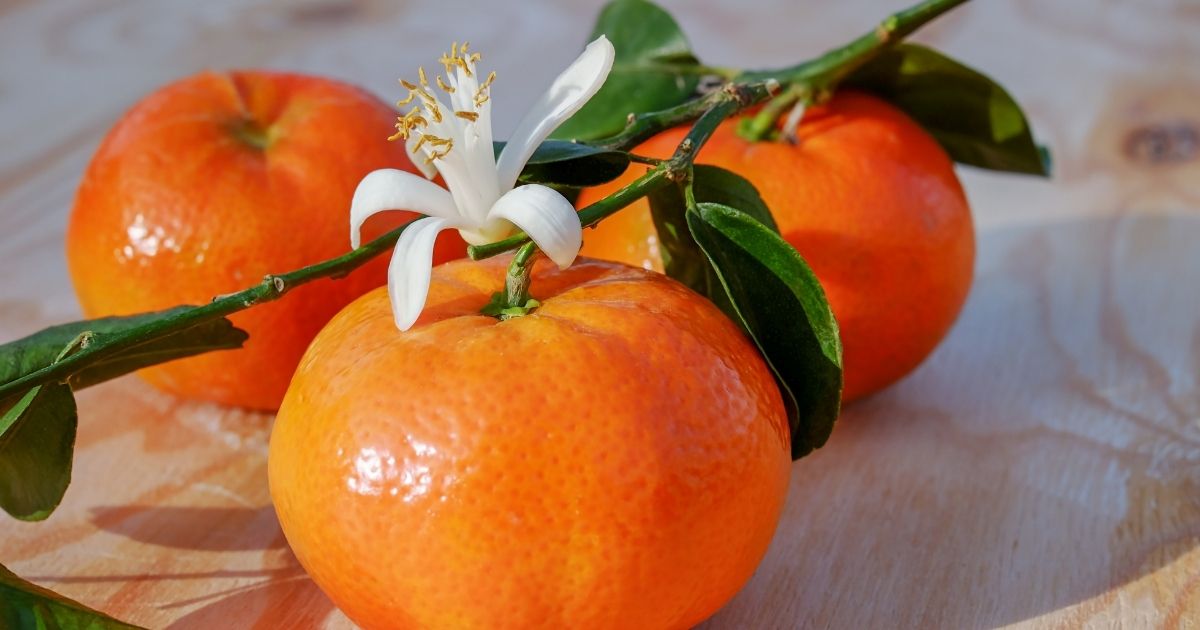 Imperial Mandarin: 5+ Sweet Facts You’ll Love