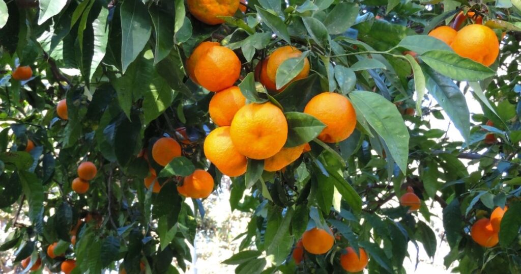 Imperial Mandarin Tree