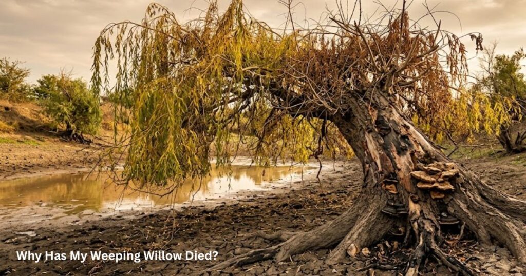  Weeping Willow